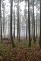 Obraz premium forest of trees full of fog