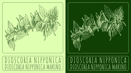 Vector drawing DIOSCOREA NIPPONICA. Hand drawn illustration. The Latin name is DIOSCOREA NIPPONICA MAKINO.
