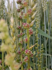 beta macrocarpa guss plant flower or Beet flower or  Large-fruited Beet flower
