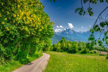 panorama montagna con fioriture