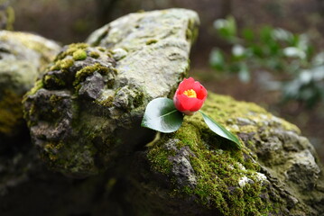 Camellia flowers, stone walls, and moss