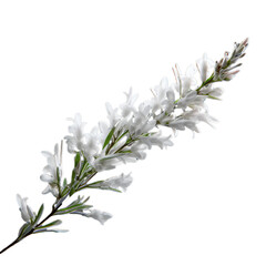white heather isolated on transparent background, png
