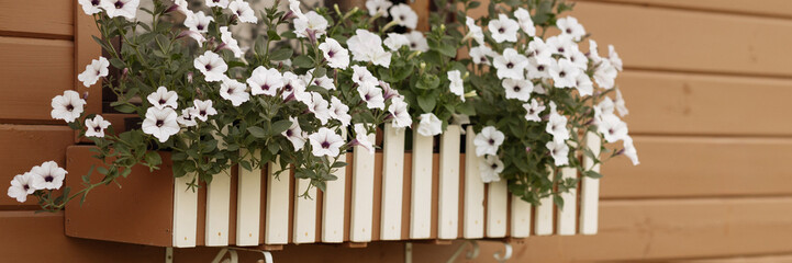 Fototapeta na wymiar A window adorned with a white flower-filled box against a wooden wall, offering a natural aesthetic. Concept for home decoration or gardening inspiration. Banner with copy space.