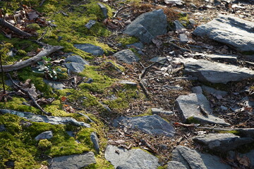 moss and rocks on trail