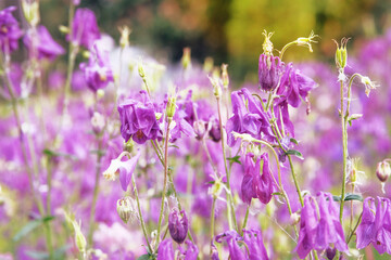 Aquilegia vulgaris flowers blooming with light bright petals. Spring blurred background of nature. Low mountain range.