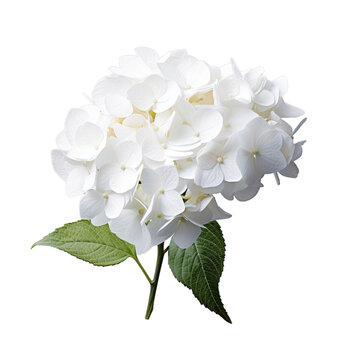 white hydrangea isolated on transparent background, png