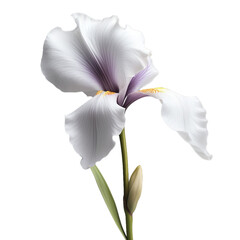white iris isolated on transparent background, png