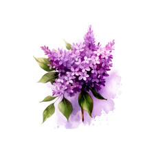 lilac flowers isolated on white