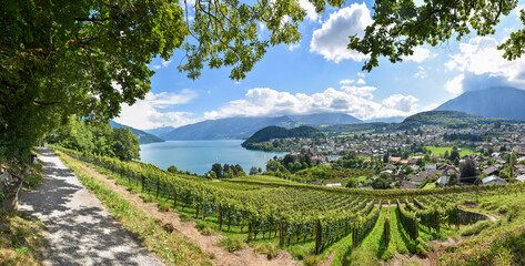idyllic hiking trail above Rebberg vineyard, view to historic castle Spiez and lake Thunersee,...