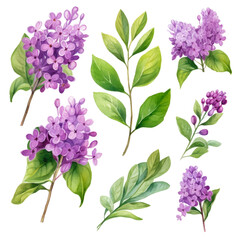 set of lilac flowers