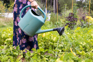 Arrosage et récupération d'eau de pluie dans un jardin potager.