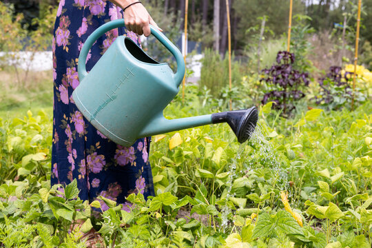 Arrosage et r&eacute;cup&eacute;ration d'eau de pluie dans un jardin potager.
