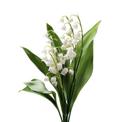 white lily of the valley isolated on transparent background, png