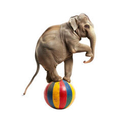 Circus elephant on a ball. Isolated on transparent background.