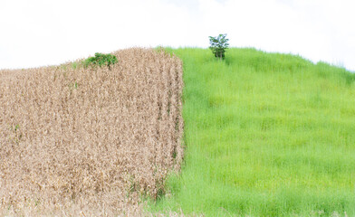 A global warming concept,climate change problem,ecology environment.