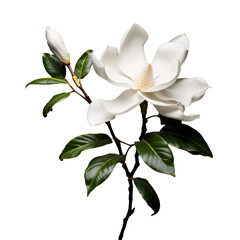 white magnolia isolated on transparent background, png