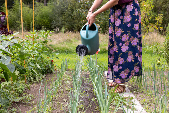 Arrosage et r&eacute;cup&eacute;ration d'eau de pluie dans un jardin potager.