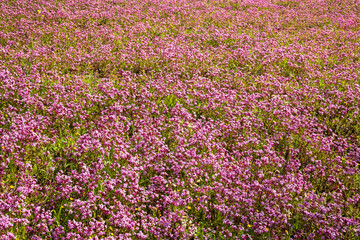 Naklejka premium Flowers close up pink and yellow color ,spring time