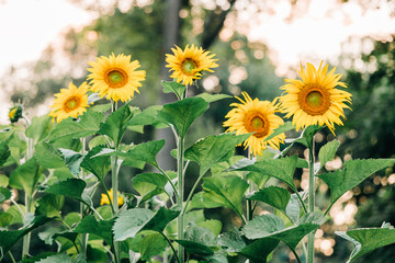 Sunflowers