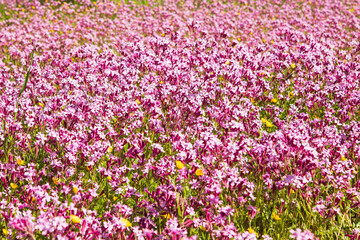 Obraz premium Flowers close up pink and yellow color ,spring time