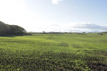 Fototapeta na wymiar Wheat barley green field background with sunshine blue sky. Farm view landscape. Close up Focus forehead. 