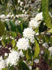 white flowers in the park, flower cofee