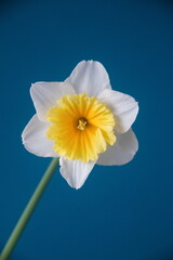 Classic narcissus plant with  yellow flowers on blue   background