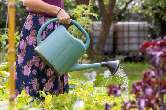 Arrosage et r&eacute;cup&eacute;ration d'eau de pluie dans un jardin potager.