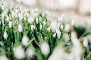 Snowdrops