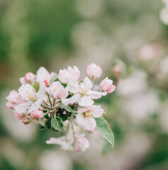 Fototapeta premium Apple Blossom