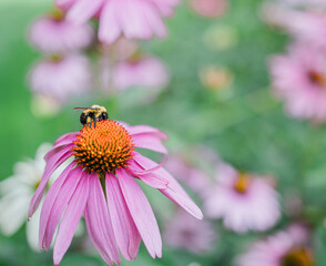 Cone Flowers