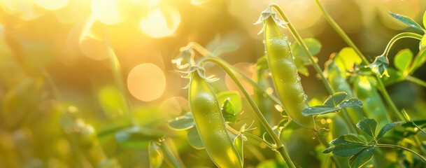 Fototapeta na wymiar green peas in a field, in the style of bokeh panorama, lens flares, yellow, organic abstracts, smokey background
