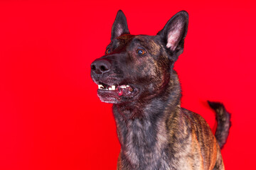 Portrait of an holland shepherd in a studio dark yellow red background