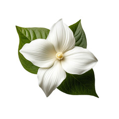 white trillium isolated on transparent background, png