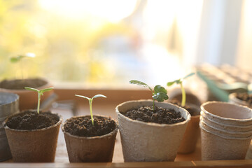 Outdoor gardening small sprout growing plant in paper pots