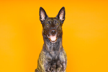 Portrait of an holland shepherd in a studio dark yellow red background