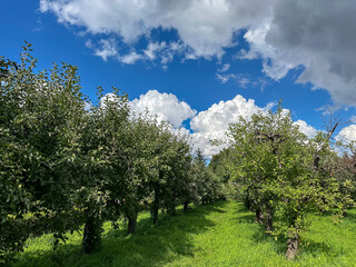 Fototapeta na wymiar Green spring apple orchard under blue sunny sky