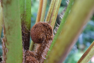 シダ植物のなにか　Something about ferns