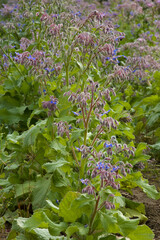 Borage growing at an organic farm in New Hampshire, USA.