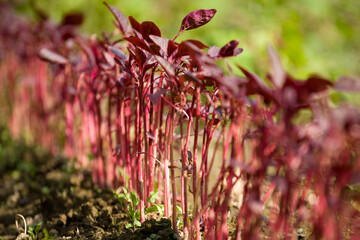 Red amaranth growing at an organic farm in New Hampshire, USA.