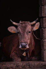 Ruminantia bovidae domestic animals at the farm. Portrait of a calf outside