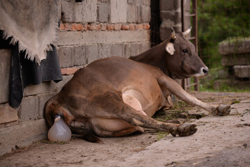 A cow trying to give birth. Domestic animal on the farm in freedom