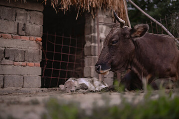 Fototapeta premium Portrait of two beautiful cows, mother and kid sitting in the barn in spring season. Animal from the farm making part of Bovidae family showing love to each other