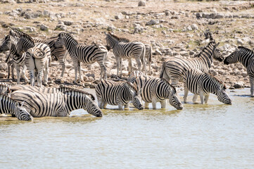 Fototapeta na wymiar zebras in wildlife, safari in etosha namiba africa