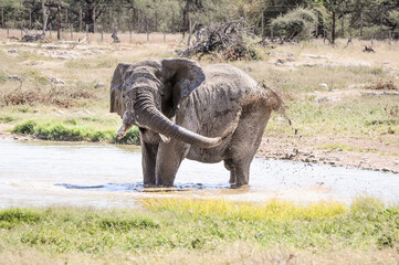 Fototapeta premium bathing Elephant in wildlife, safari in etosha namibia africa