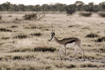 safari animals, wildlife in etosha namibia africa