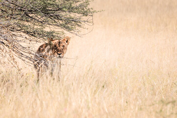 lion, big five of safari animals, wildlife in etosha namibia africa