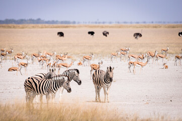 zebras in wildlife, safari in etosha namiba africa