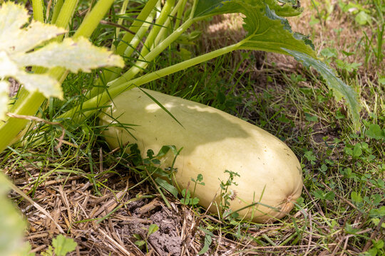 Jardin potager_ courge spagetthi