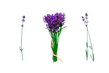 Deurstickers Lavender bouquet and individual lavender sprigs on an isolated transparent background, design element, provencal concept © Window to Europe